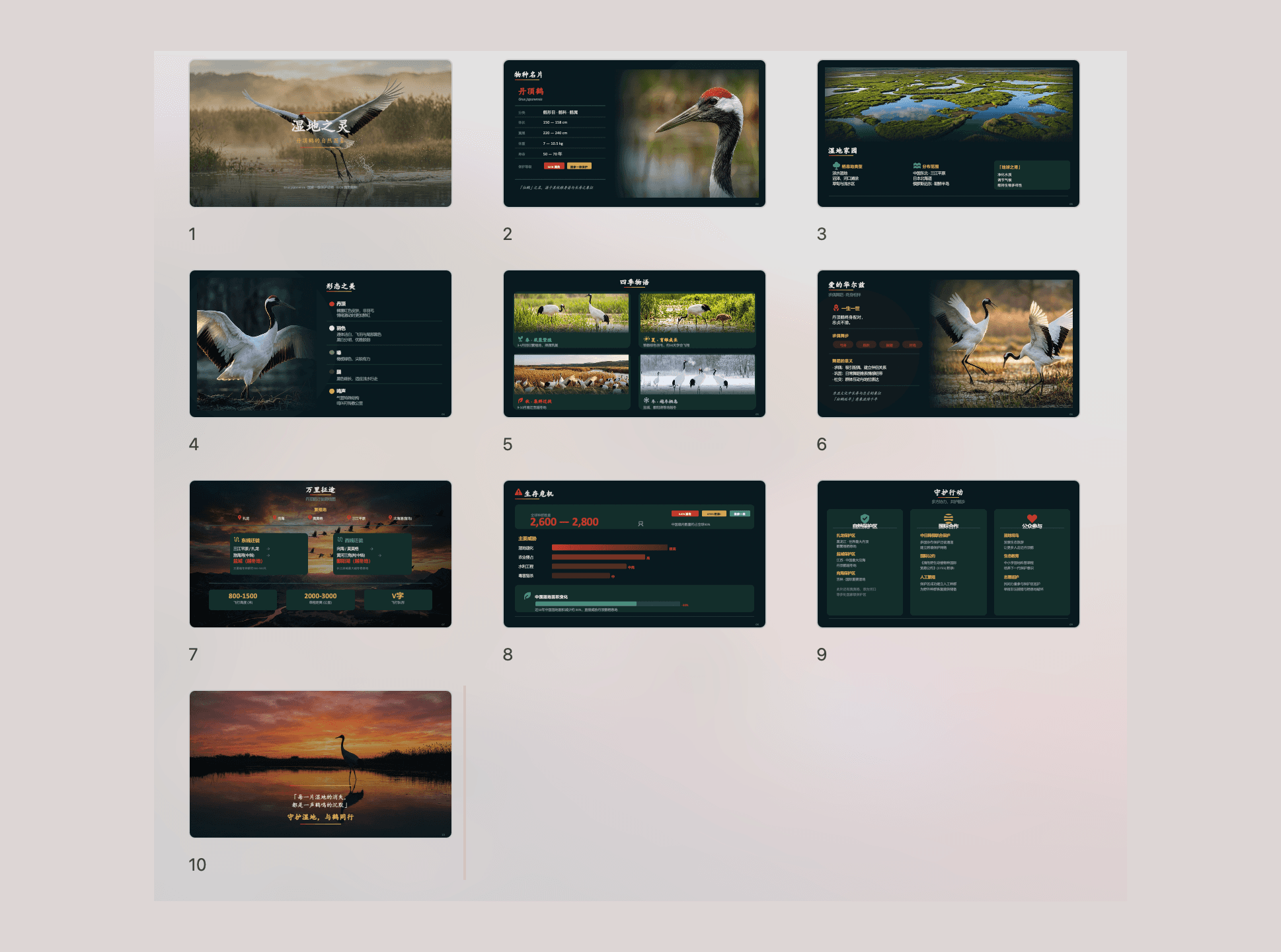 A ten-slide deck about red-crowned cranes shown as a grid of slide thumbnails